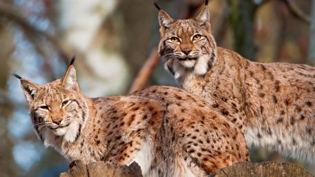 Majestic Lynx Duo in Nature's Embrace wallpaper