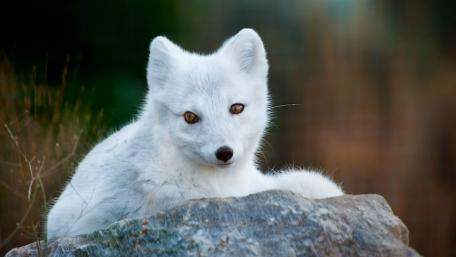 Arctic Fox in Serene Landscape wallpaper