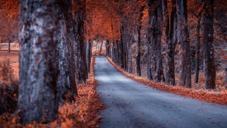 Autumn's Enchanted Pathway wallpaper