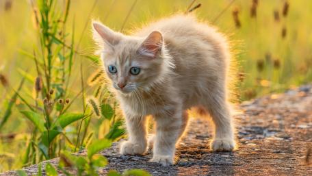 Golden Hour Kitten in the Wild Garden wallpaper