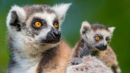 Lemurs in Nature's Embrace wallpaper