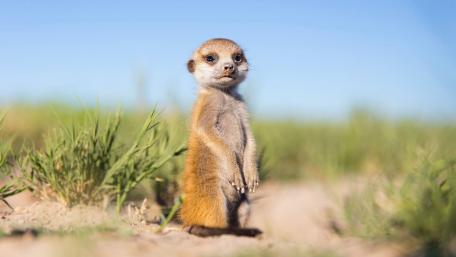 Curious Meerkat in Sunlit Grassland wallpaper