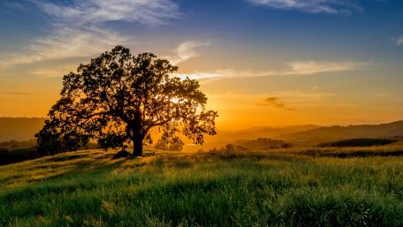 Sunset Serenity in a Tranquil Meadow wallpaper