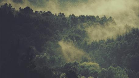 Misty Forest wallpaper