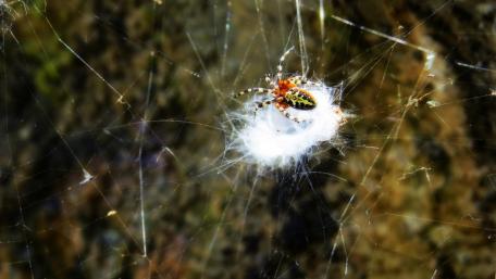 Spider wallpaper
