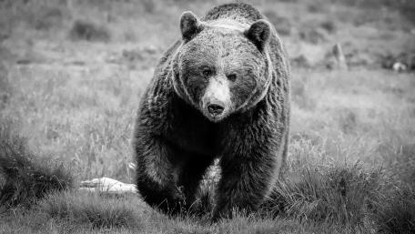 Majestic Grizzly Bear in Monochrome Landscape wallpaper