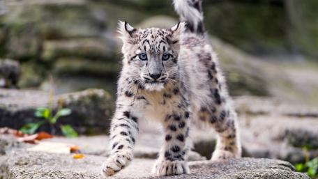 Snow Leopard Cub in Majestic Wilderness Scene wallpaper