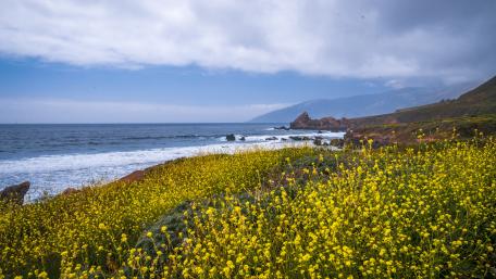 Coastal Serenity with Blossoming Wildflowers wallpaper