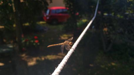 Nature's Delicate Connection with a Dragonfly In Focus wallpaper
