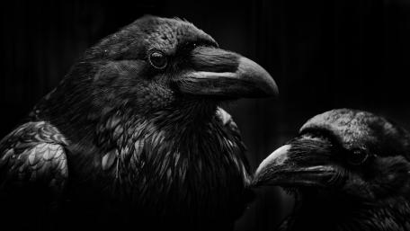 Ravens in Monochrome Splendor wallpaper