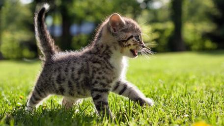 Playful Kitten in the Sunny Meadow wallpaper