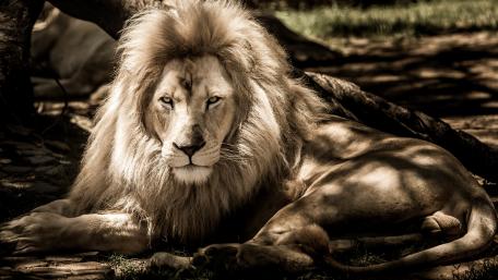 Majestic Lion Resting in the Shade wallpaper