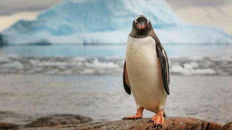Playful Penguin in Antarctic Serenity wallpaper