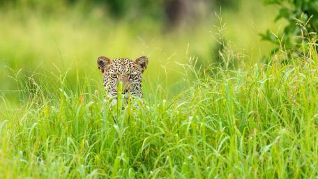 Stealthy Leopard in Lush Grassland wallpaper