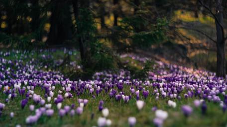 Secret Meadow of Blooming Crocuses wallpaper
