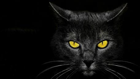 Black cat with yellow eyes wallpaper