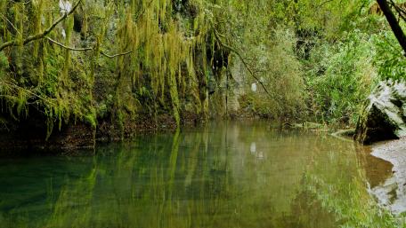 Nature green wallpaper
