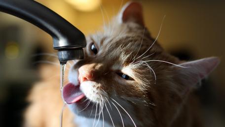 Quenching Thirst: Cat by the Tap wallpaper