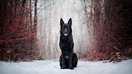 Black Dog in Winter Wonderland wallpaper