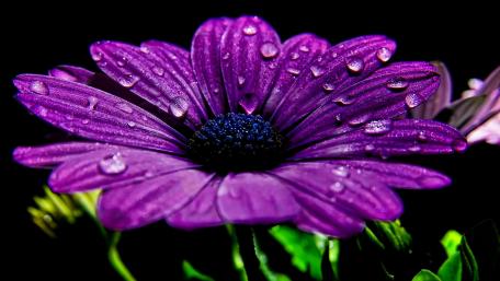 Purple Blossom Brilliance wallpaper