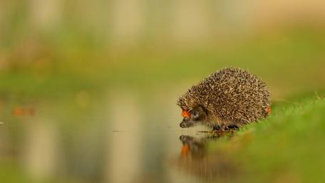 Curious Hedgehog Near the Water wallpaper