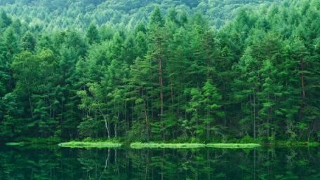 Tranquil Forest Reflections wallpaper