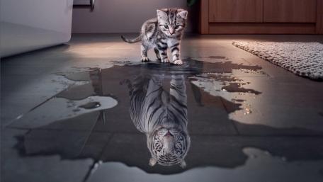 Little cat or a Tiger wallpaper