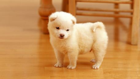 Adorable Fluffy Pup in a Cozy Room wallpaper