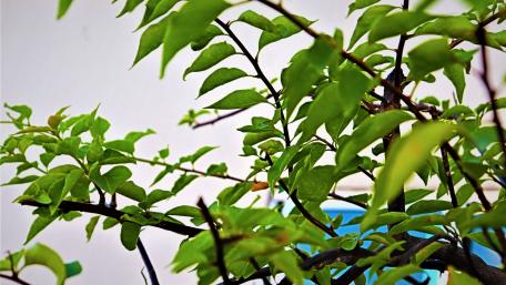 TREE wallpaper