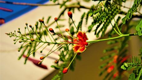 FLOWER wallpaper