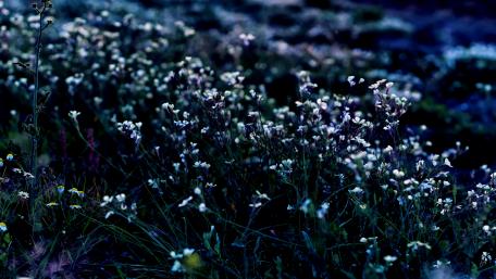 Flowers in my night wallpaper