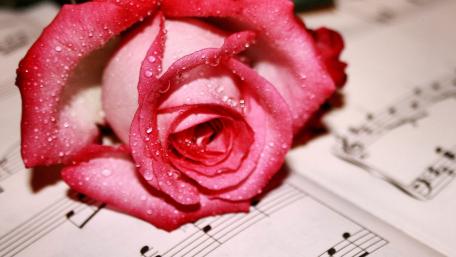 Pink Rose Elegance Meets Musical Harmony wallpaper