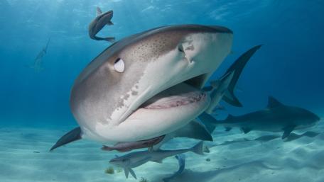 Majestic Predators of the Deep Blue Sea wallpaper