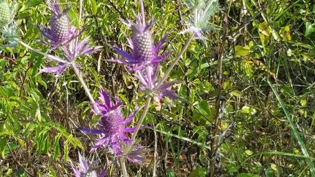 wild flower wallpaper