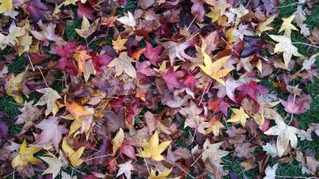Fallen Leaves wallpaper
