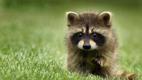 Cute Raccoon wallpaper