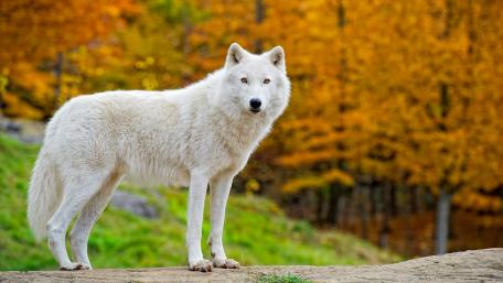 Majestic White Wolf in Autumn Forest wallpaper