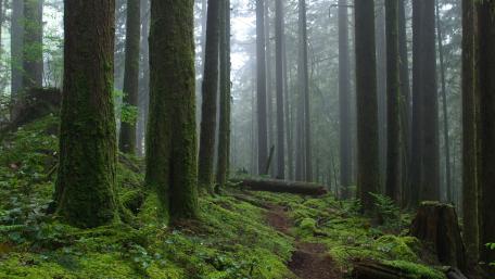 Serene Misty Forest Path wallpaper