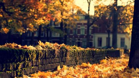 Autumn Park wallpaper