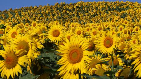Sunflowers wallpaper