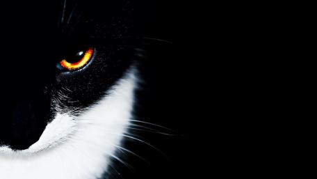 Black cat with hot eyes wallpaper