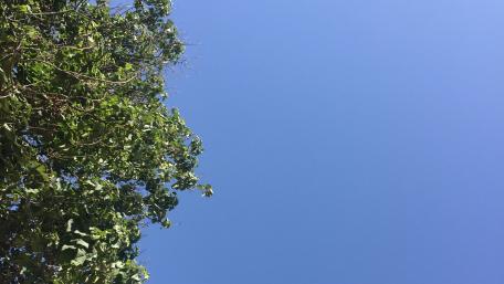 Clear Blue Sky Framed by Lush Greenery wallpaper