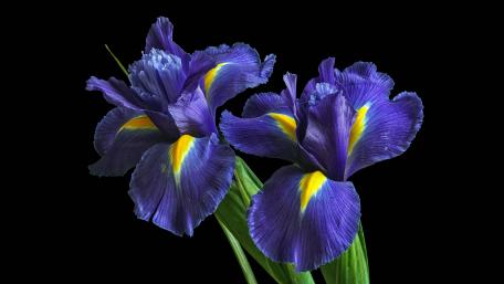 Iris Radiance Against the Night Sky wallpaper