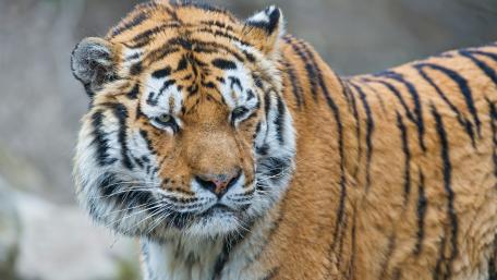 Majestic Tiger Close-Up Wallpaper wallpaper