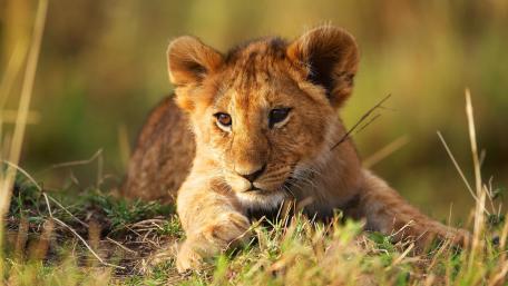 Playful Tiger Cub in Lush Grassland wallpaper