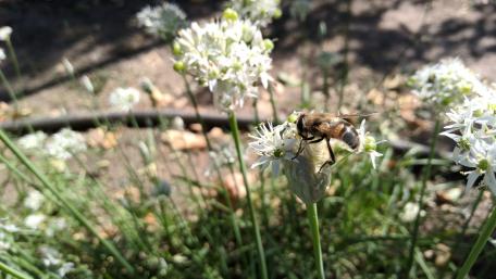Nature's Harmony with Bees and Blossoms in 4K Resolution wallpaper