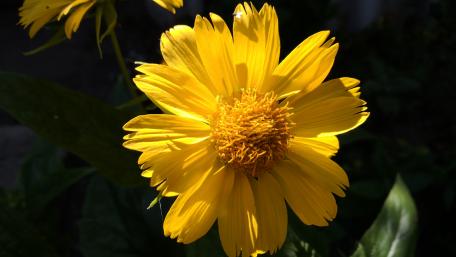 Vibrant Yellow Flower in Full Bloom wallpaper