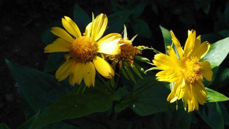 Radiant Yellow Flowers in Sunlight wallpaper
