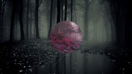 Minimalist Forest Photography wallpaper