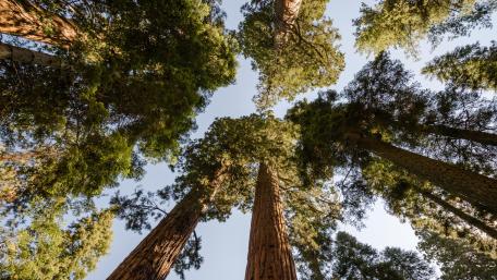 Majestic Sequoias in Sierra Nevada Forests wallpaper